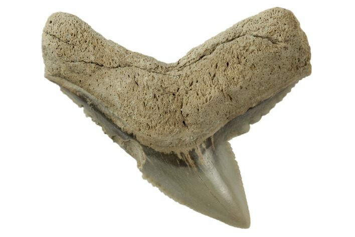 Fossil Tiger Shark (Galeocerdo) Tooth - Aurora, NC #195085